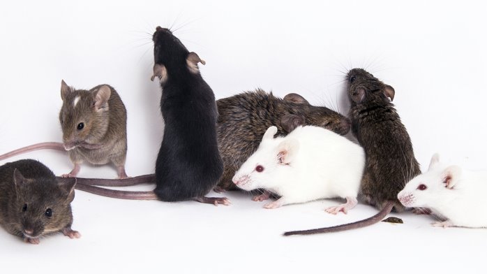 It&#39;s heartbreaking.&#39; Labs are euthanizing thousands of mice in response to  coronavirus pandemic | Science | AAAS